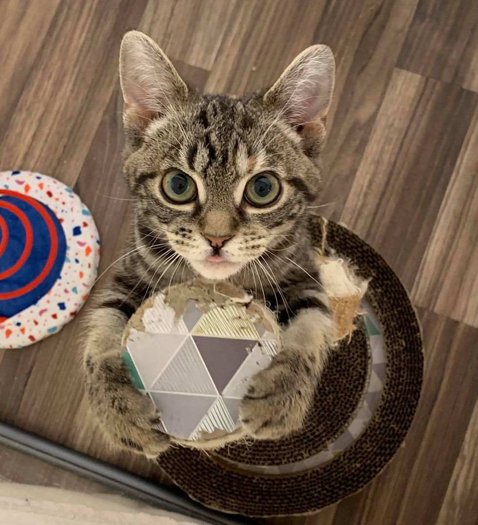 big eyes, torbie cat, huxley, manx kitten