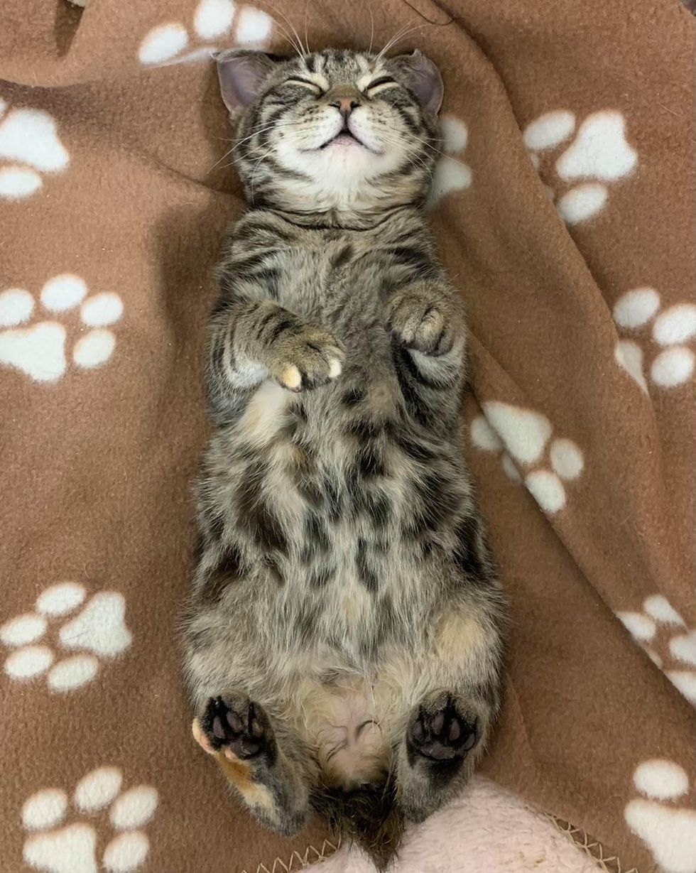 big eyes, torbie cat, huxley, manx kitten