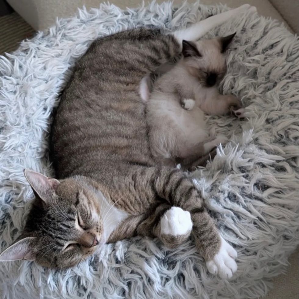 Binoculars and Chickadee curled up sleeping together