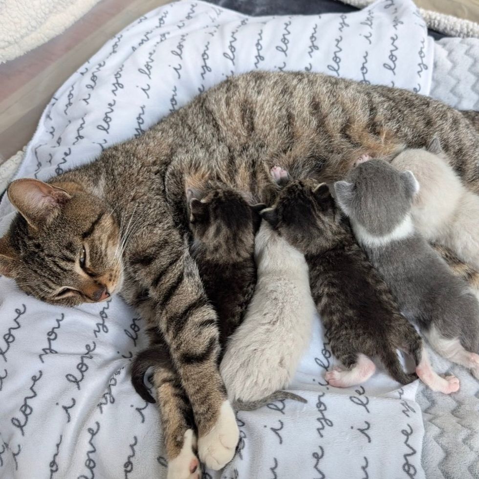 Binoculars feeding all her babies on the "i love you" blanket