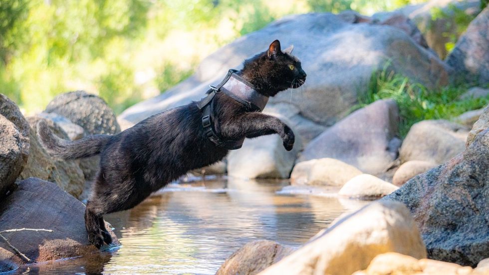 Black cat leaping over a steam of water from one rock to another.