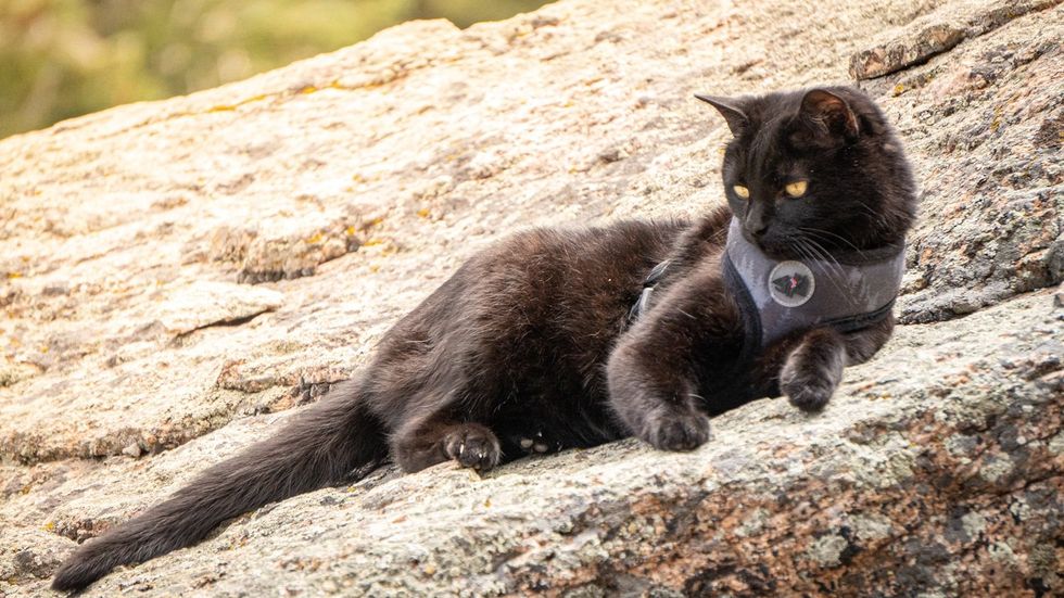 Black cat resting on large rock looking out.