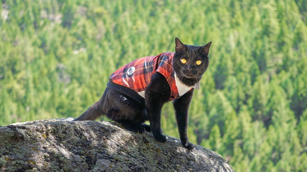 Black cat wearing a plaid shirt sitting on a mountain rock