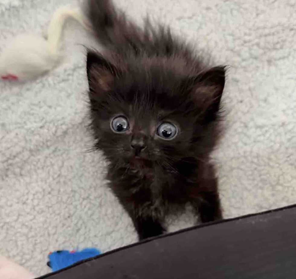 black kitten fluffy