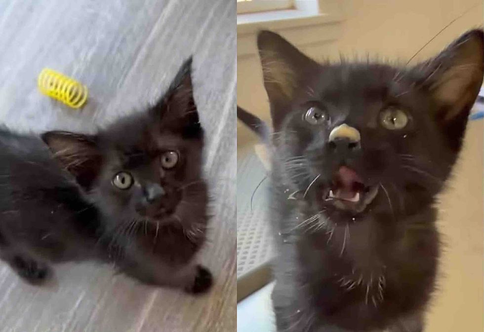 black kitten getting treatment
