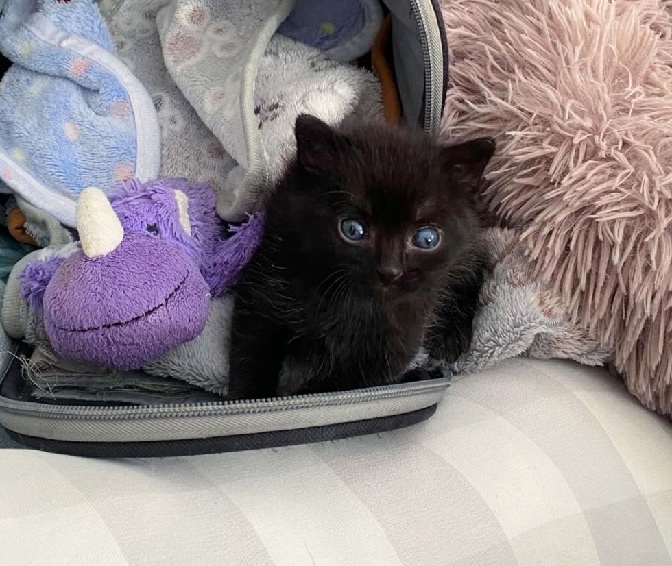 black kitten house panther