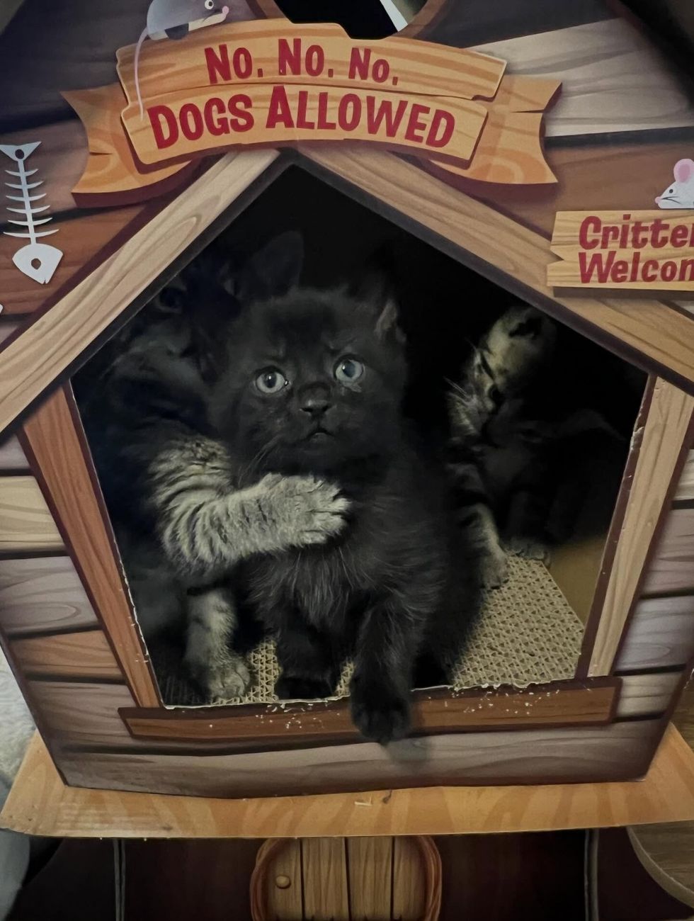 black kitten in cat house