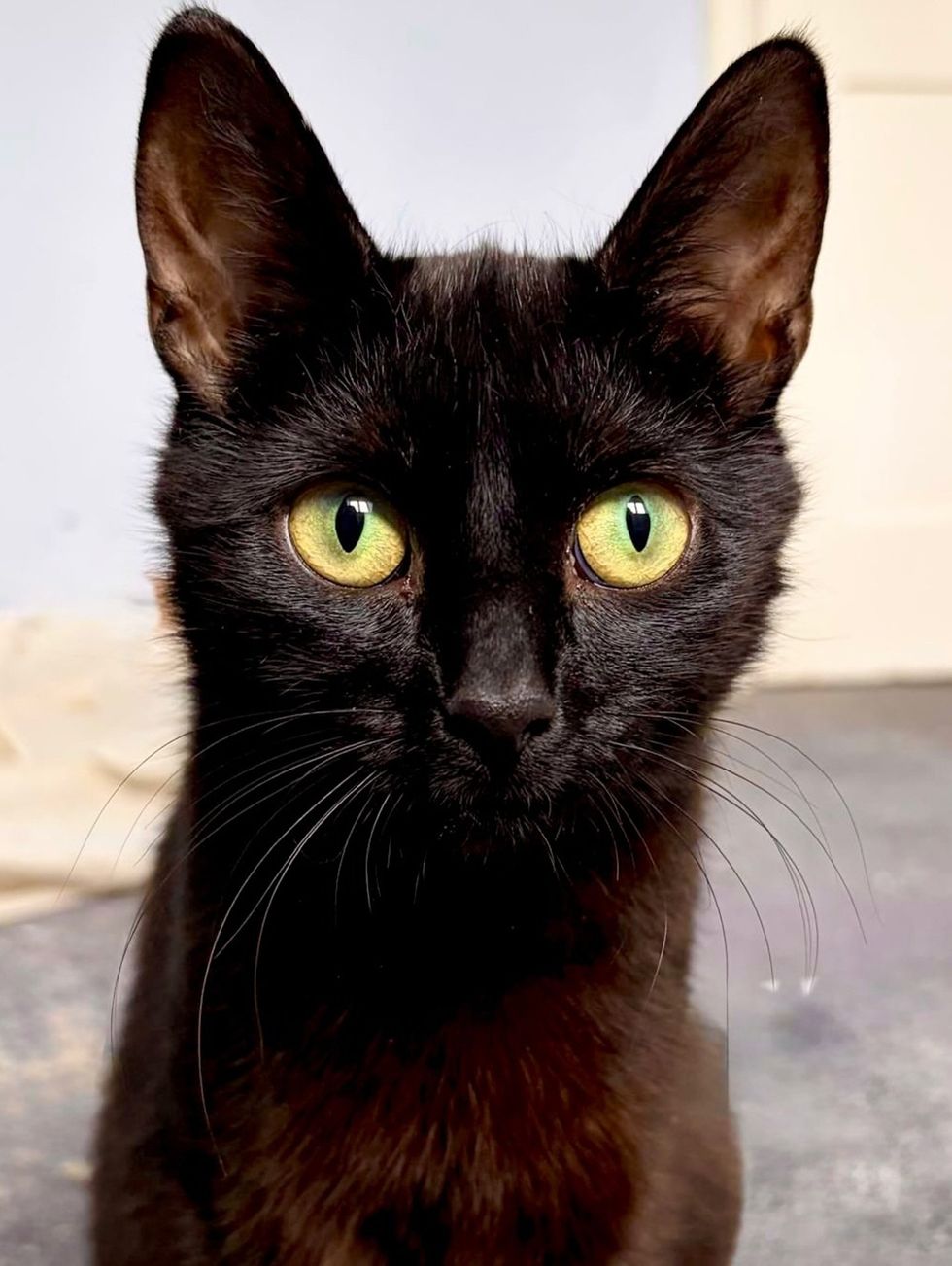 Black Mother Cat posing for the camera