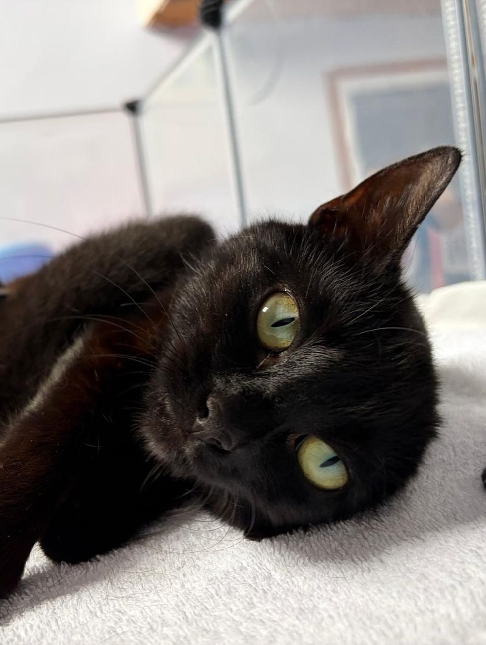 Black mother cat resting comfortably on a blanket