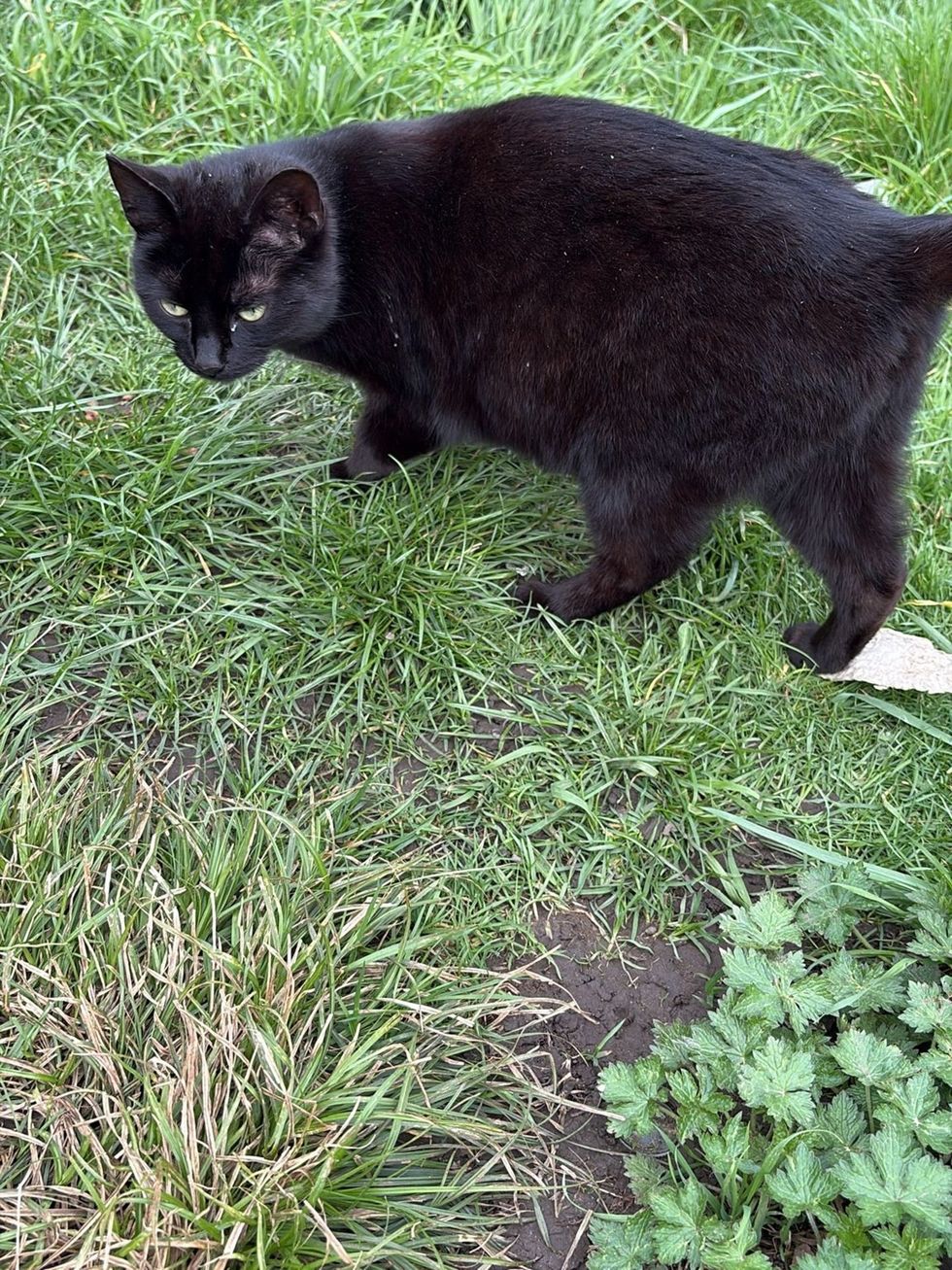 Black Pregnant Cat wandering the outdoors