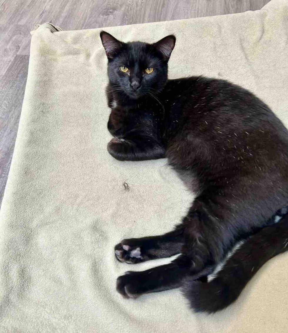 black teenager cat