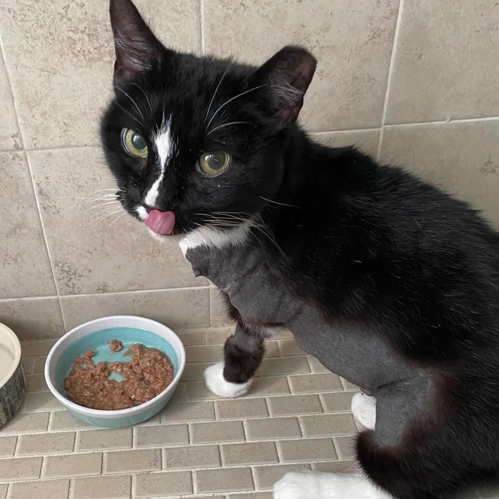 black white cat eating and licking chops