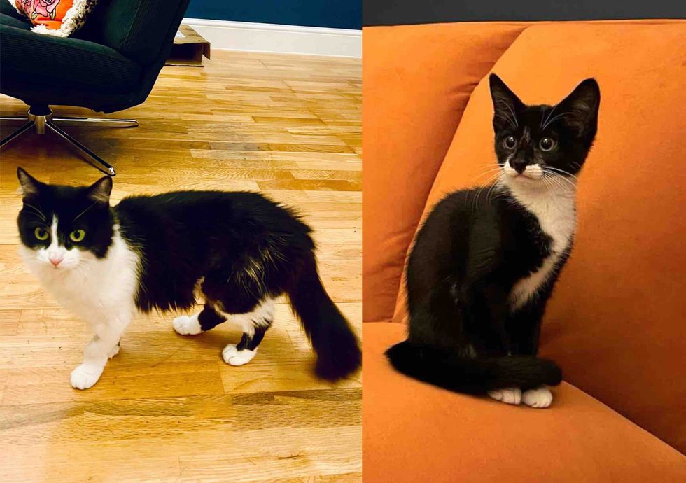 black white cat kitten