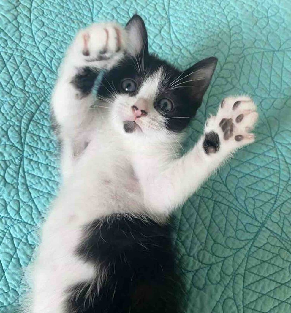 black white kitten paws