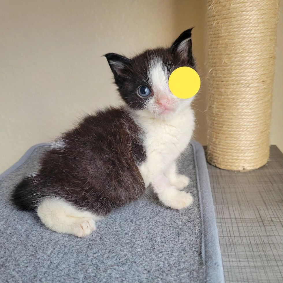 black white kitten tree