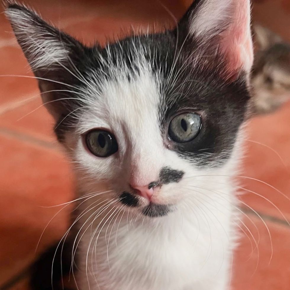 black white kitten