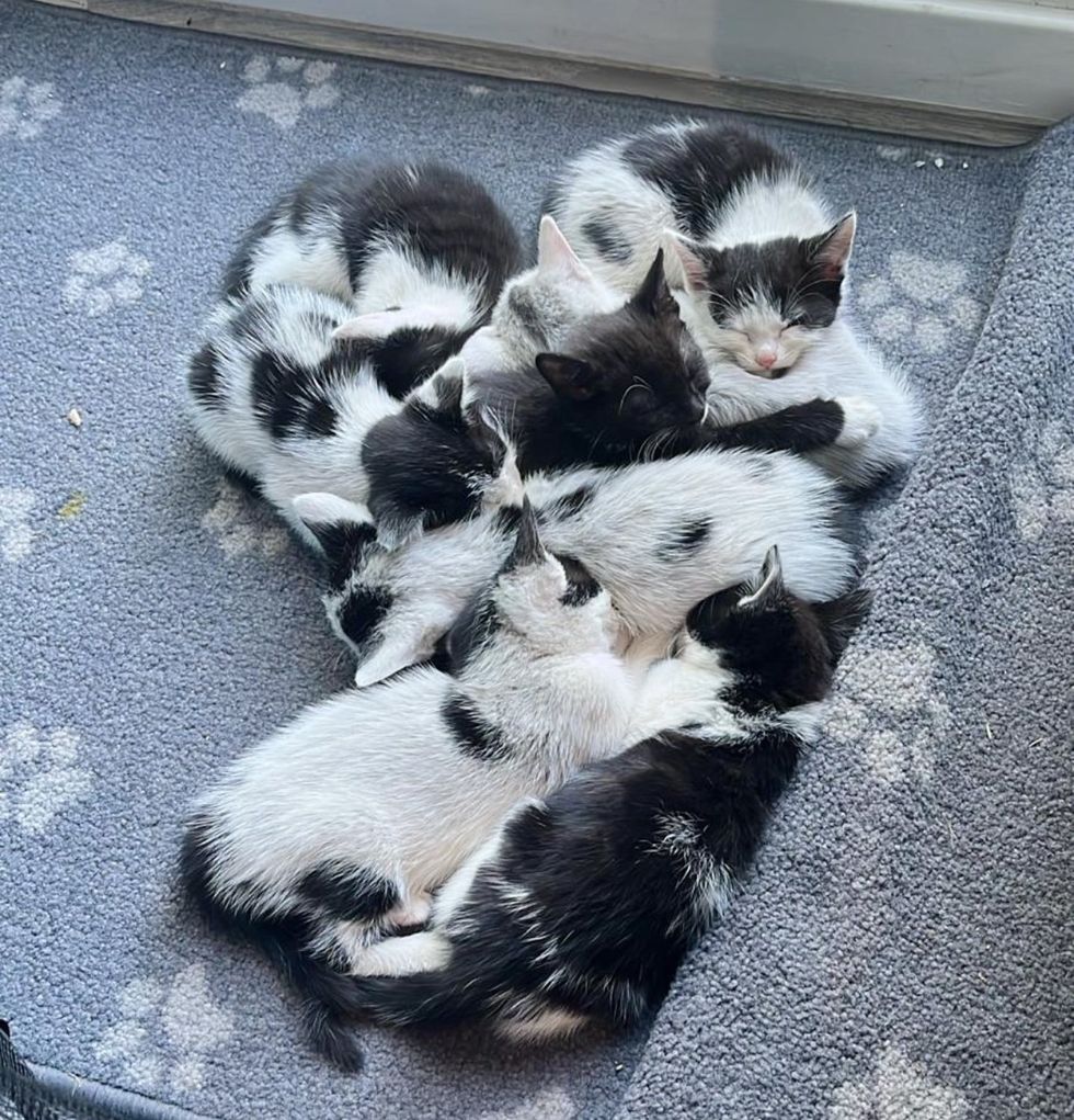 black white kittens nappin