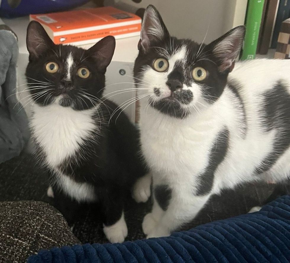 black white kittens