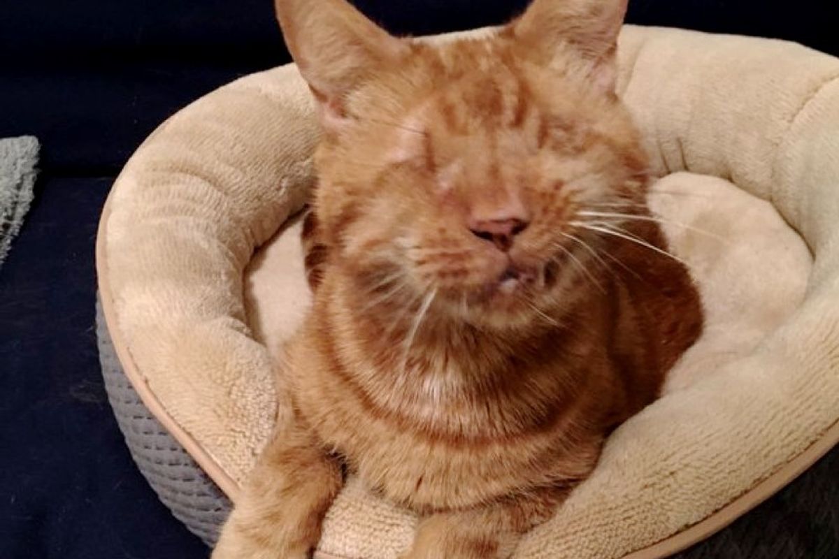 blind cat becomes shadow of his human follows her everywhere