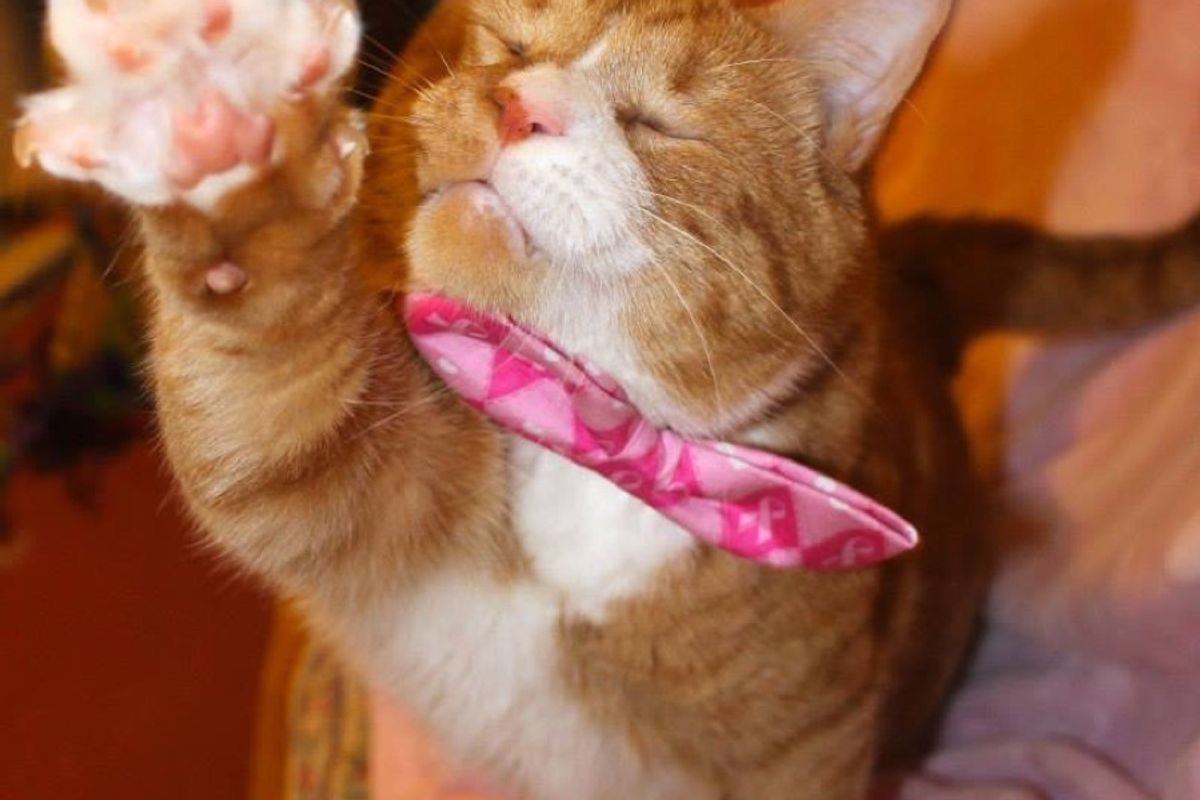 blind cat lived on streets for 2 years now living like king