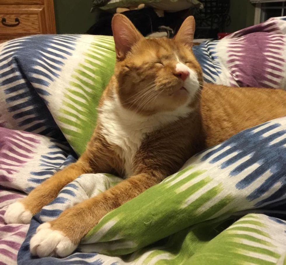 blind cat Magoo spent 2 years living on streets now living like a king