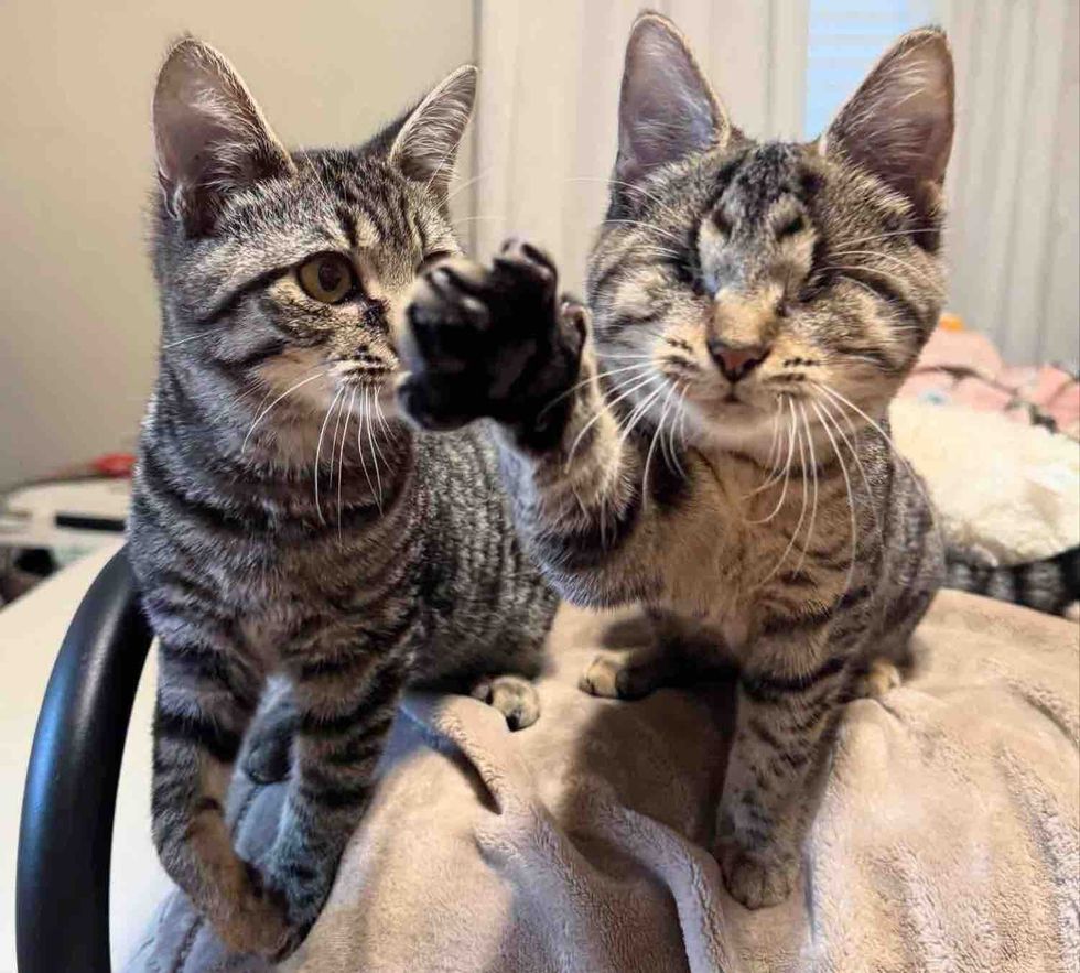 blind cat tabby kittens