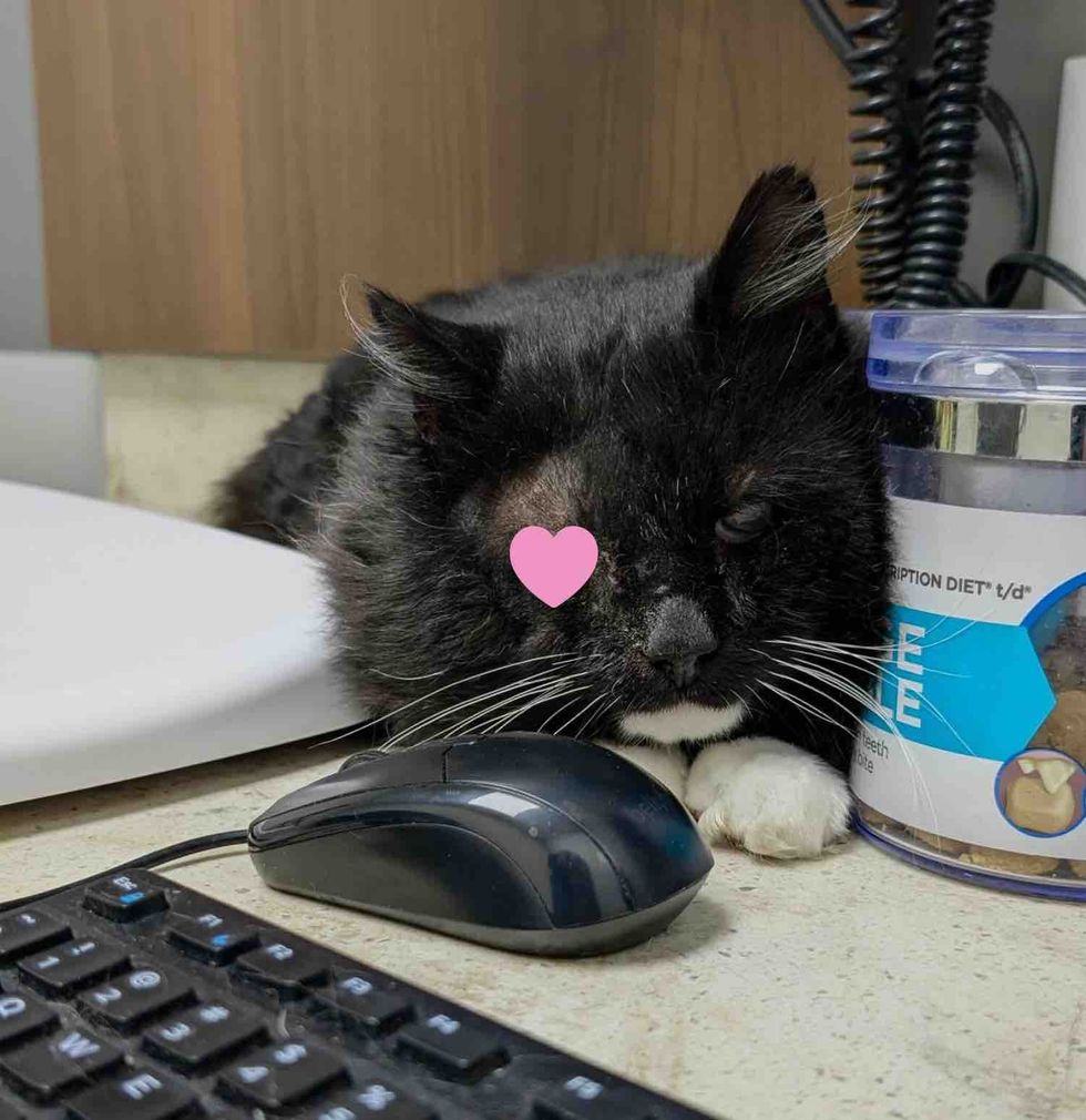 blind cat vet office