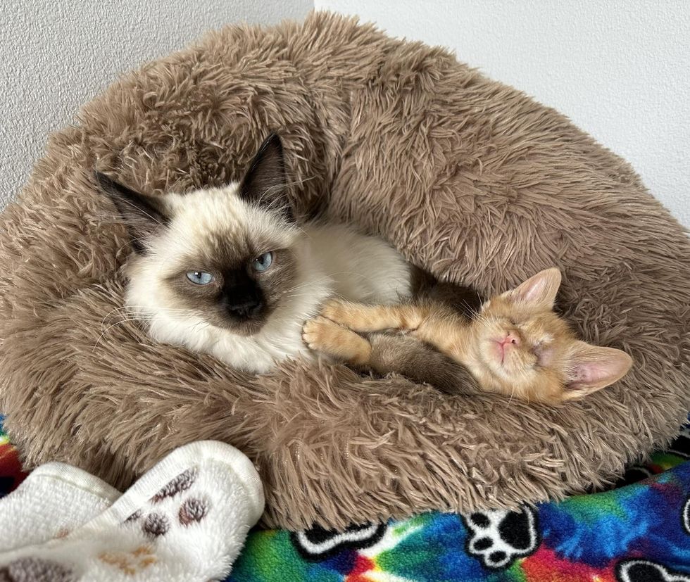 blind kitten cat snuggling bed