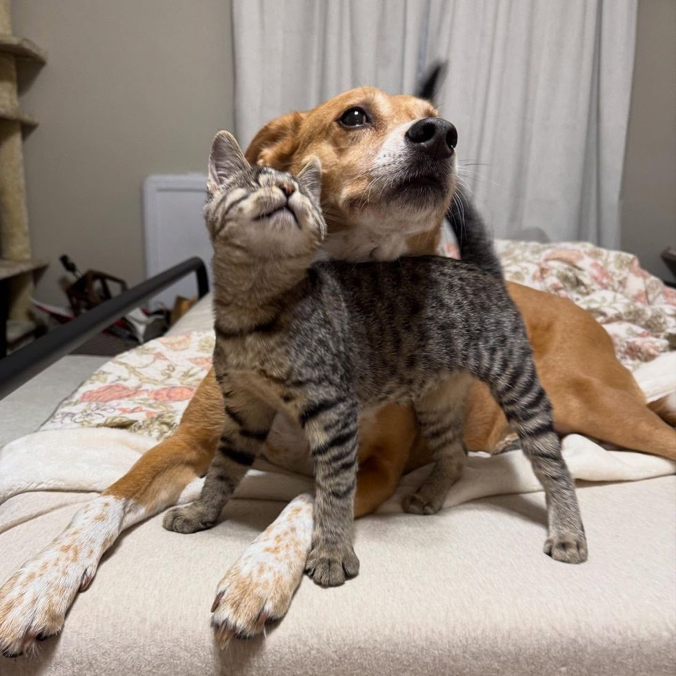 Blind Kitten Tries to Smash into Every other Hepper's Pen, Decided to Be His Absolute best Pal 6 blind kitten dog friend