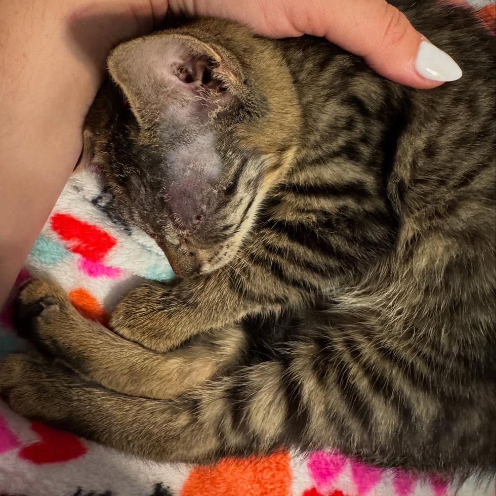 Blind Kitten Tries to Smash into Every other Hepper's Pen, Decided to Be His Absolute best Pal 1 blind kitten snuggles