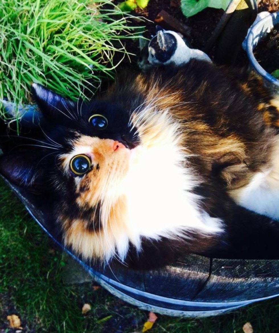 blind rescue calico cat jasmine forever home