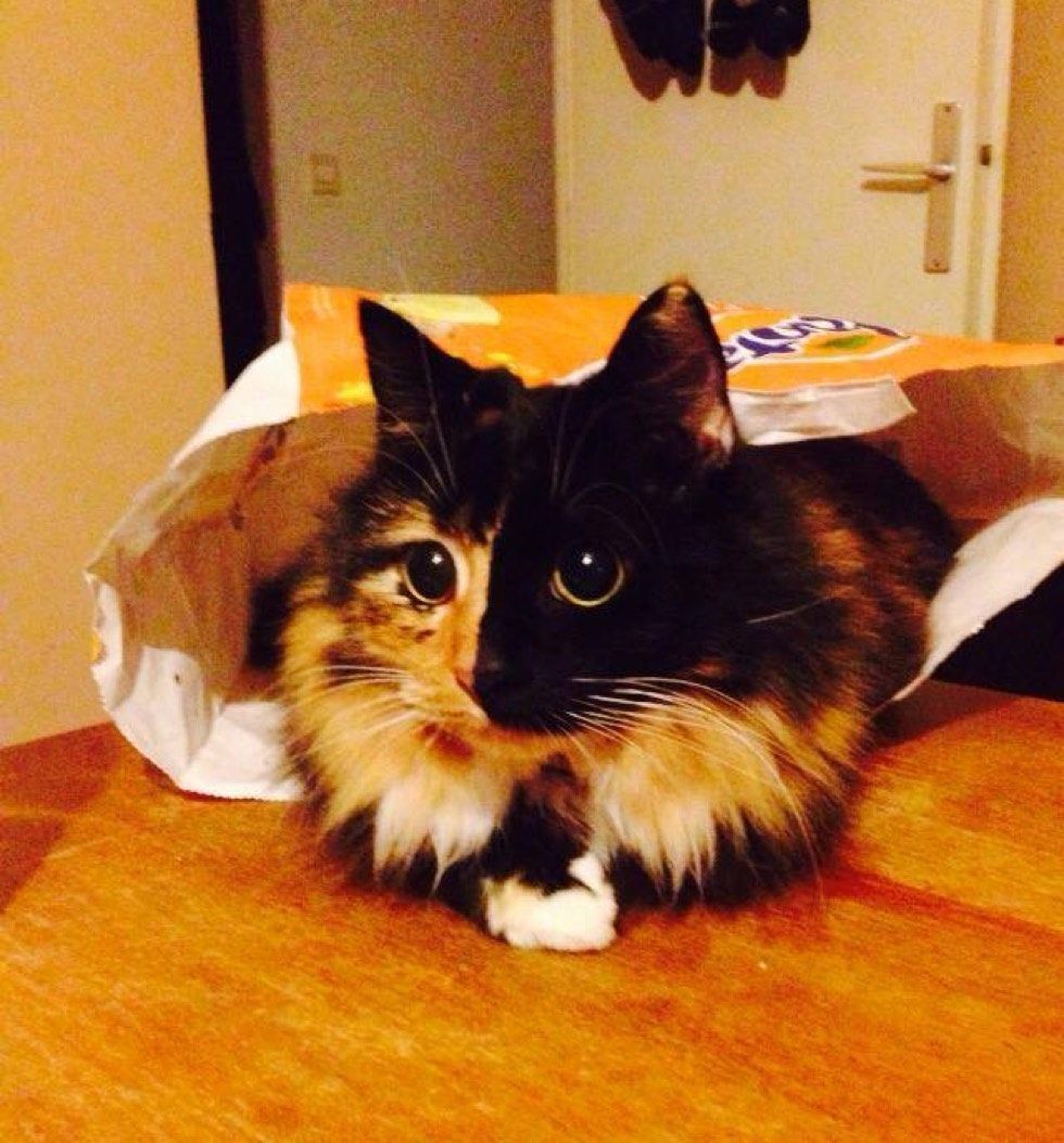 blind rescue calico cat jasmine forever home
