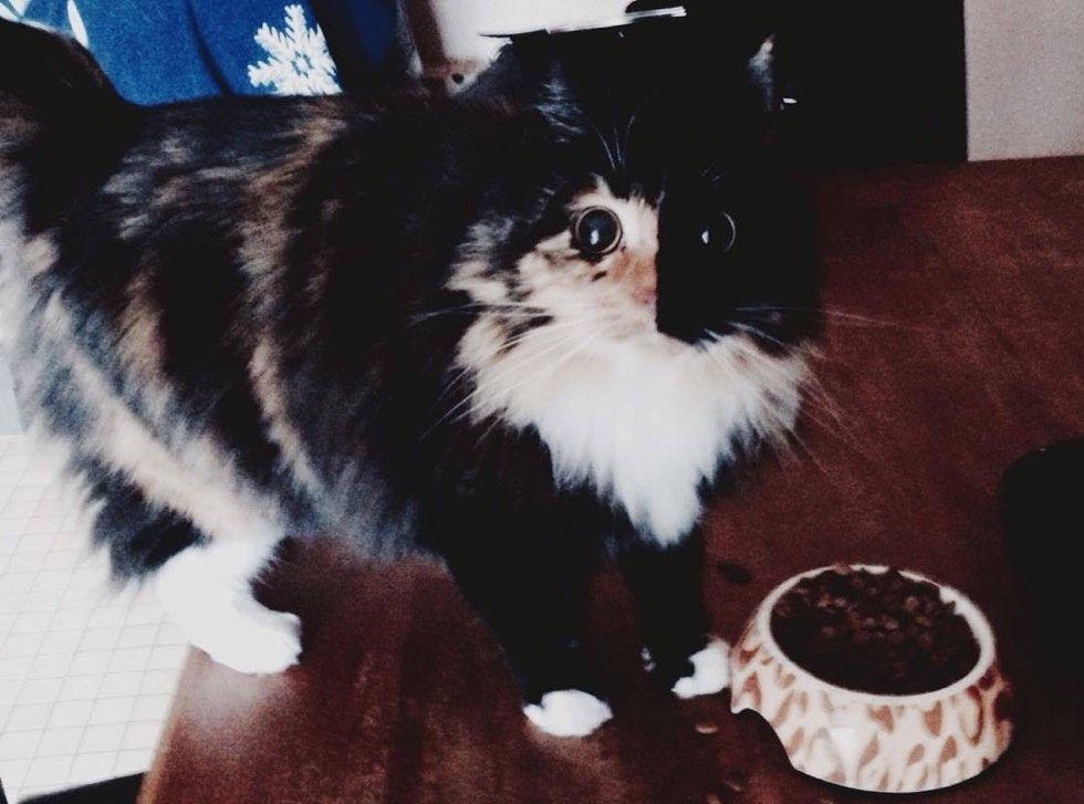 blind rescue calico cat jasmine forever home