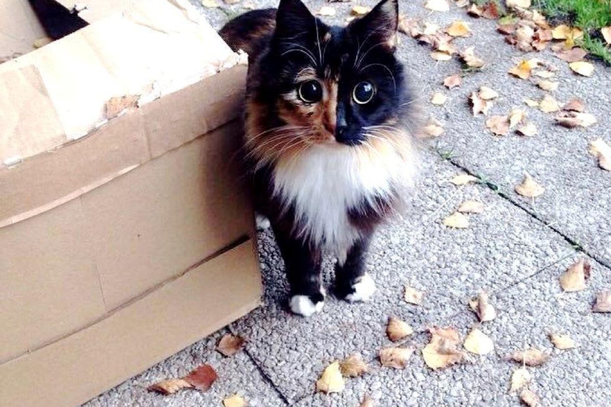 blind rescue calico cat jasmine forever home