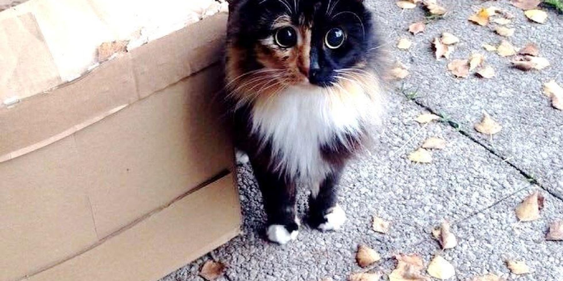 Woman Takes a Chance on Blind Cat Who Lived Most of Her Life as Stray, It Changes Everything.. - Love Meow