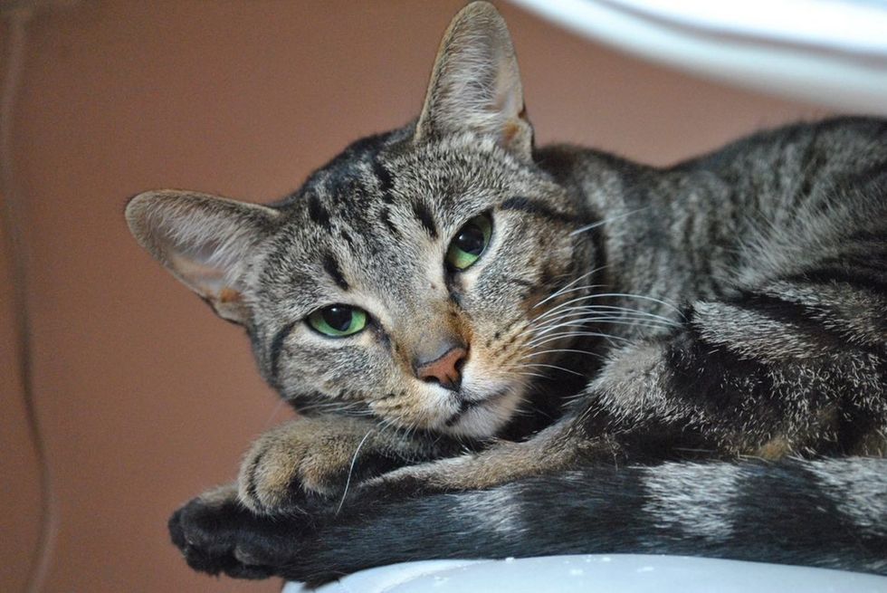 Blue close up resting, green eyes soft