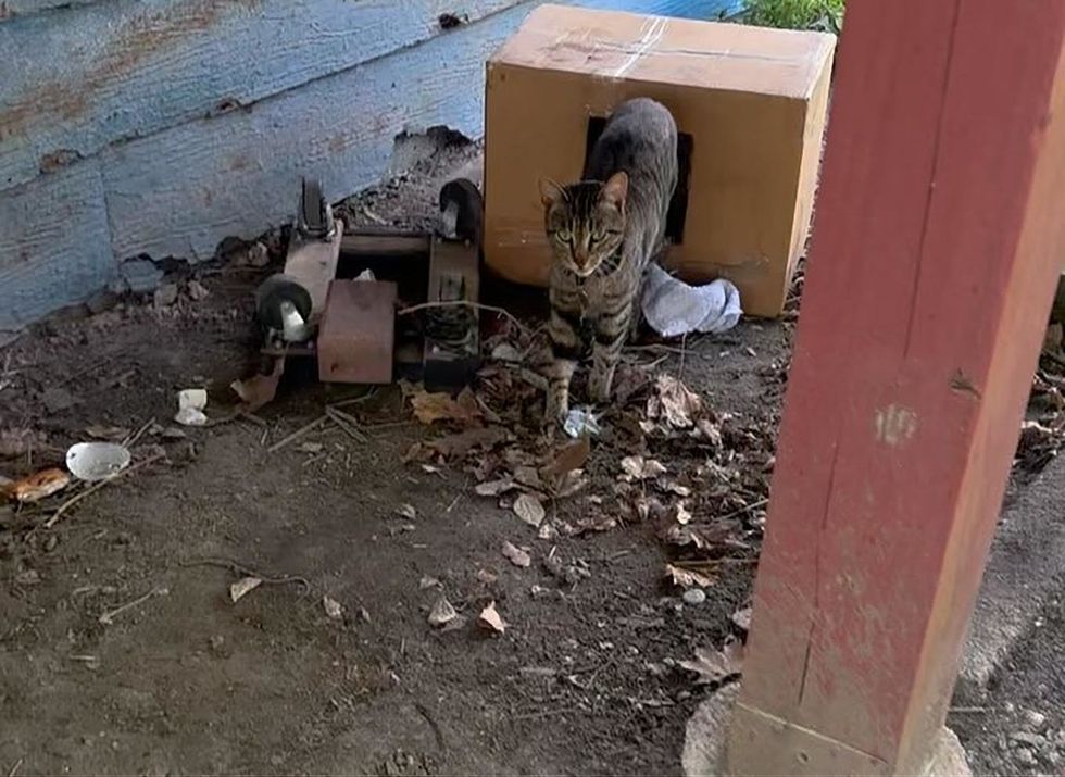 Blue emerging from her box to investigate