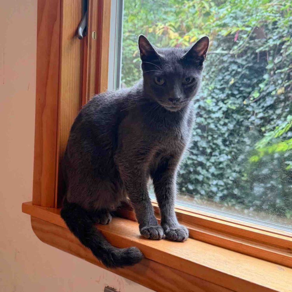 blue gray cat window