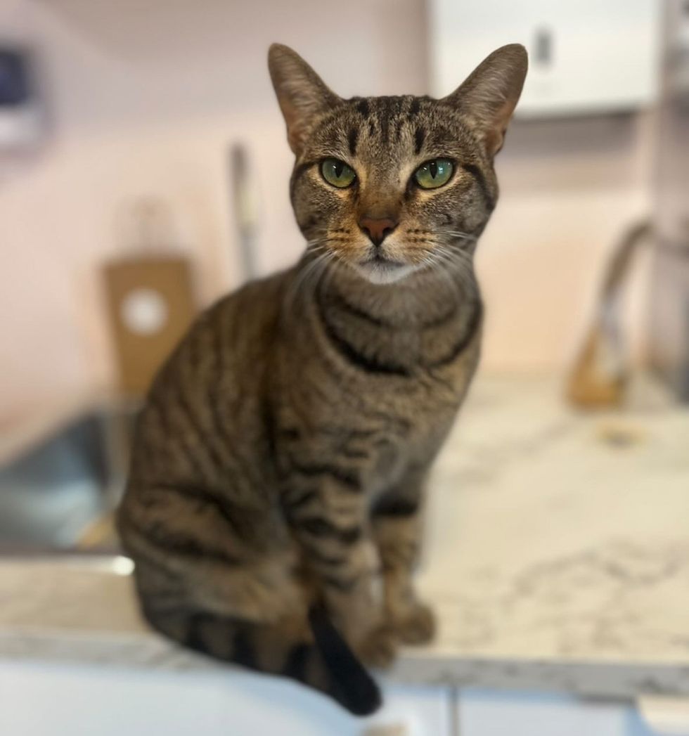 Blue portrait, warm green eyes, kitchen counter