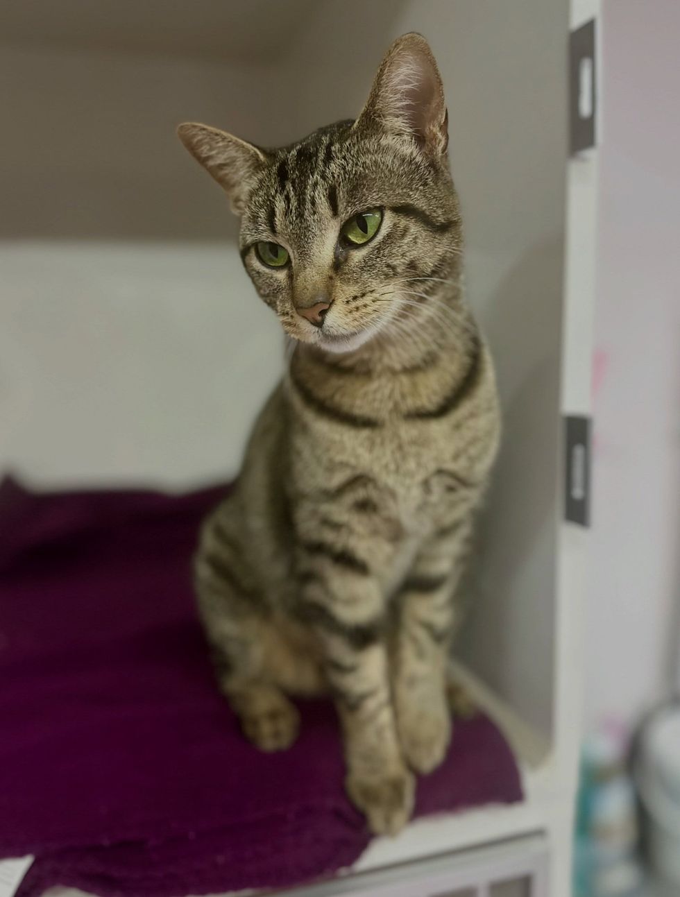 Blue sitting on purple blanket in shelter