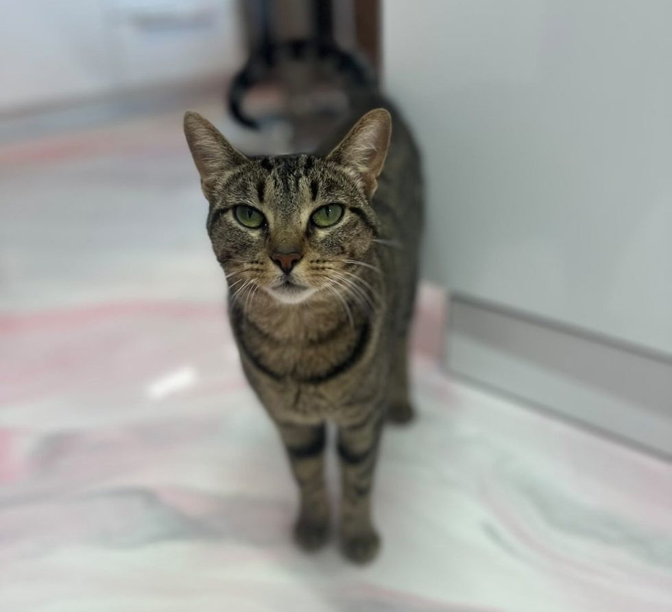 Blue starting to walk toward camera, green eyes bright