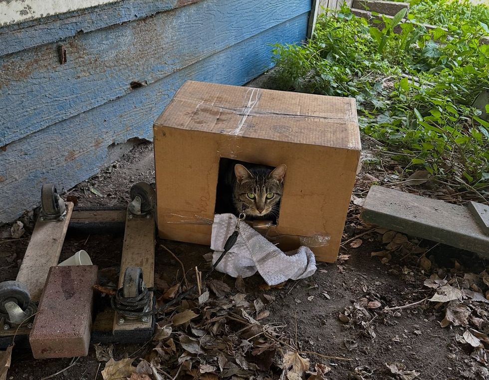 Blue tied to a chain and hiding in a cardboard box
