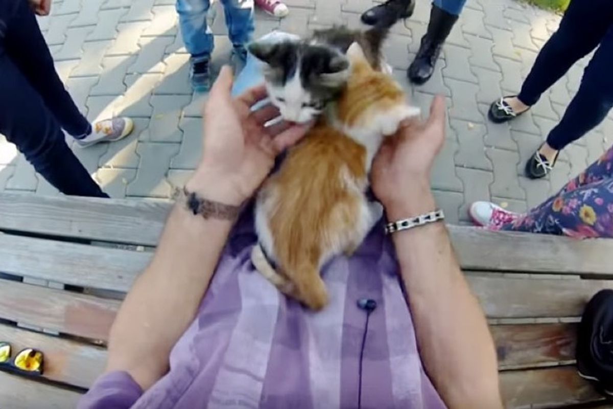 bmx biker climbs to save kitten stuck in tree