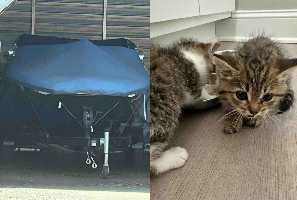 boat kittens found