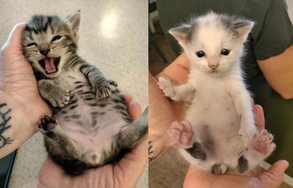 bobtail kittens sweet