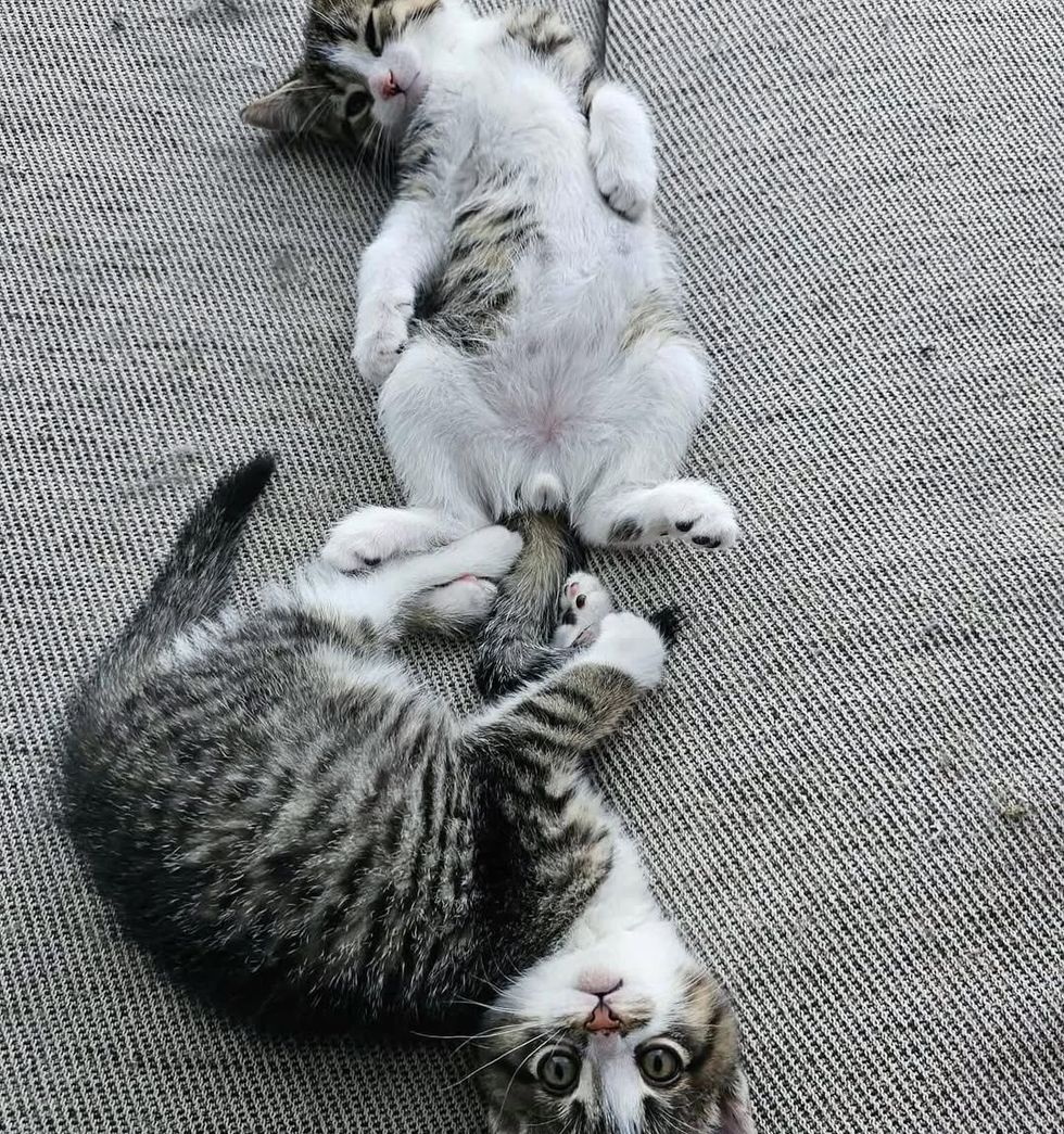 bonded brothers cats