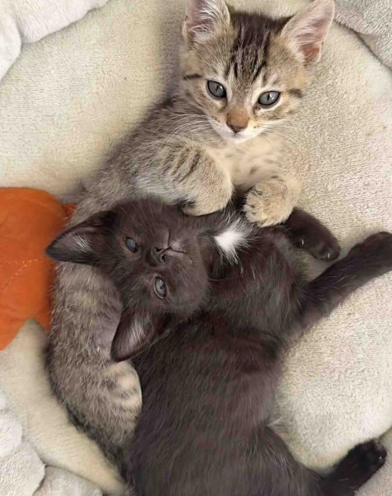 bonded kitten brothers