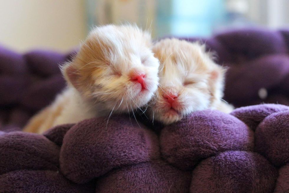 bonded kitten siblings