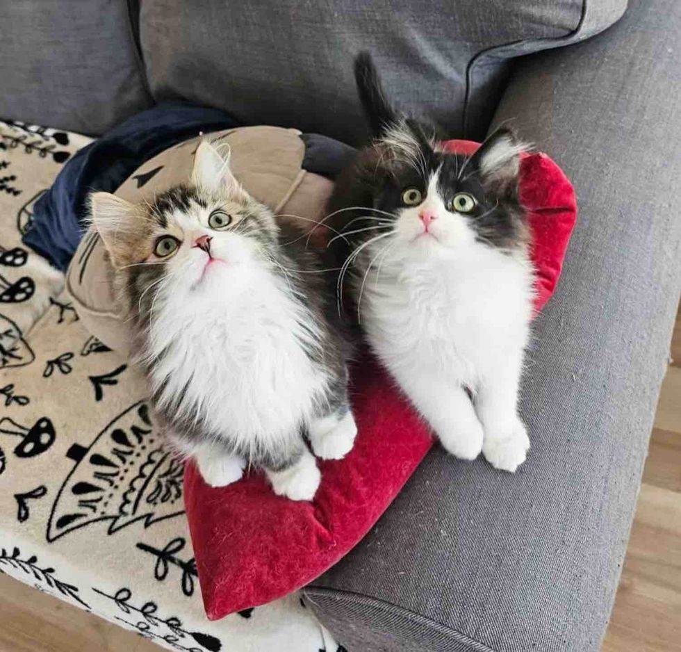 bonded kittens brother couch
