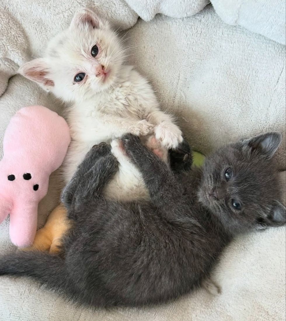 bonded kittens holding paws